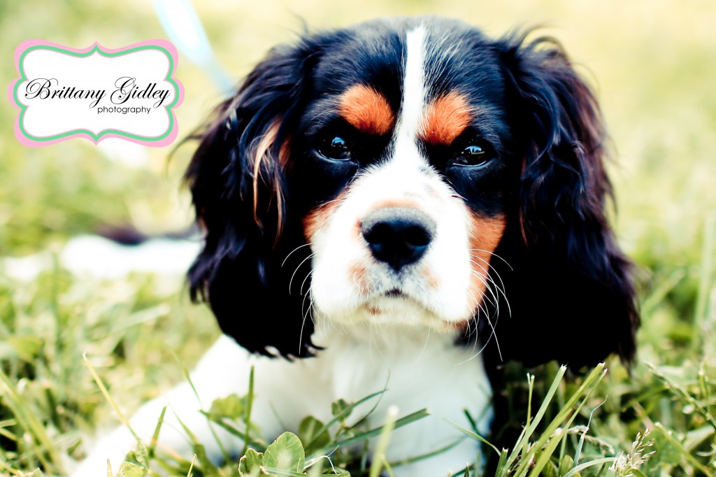 Cavalier King Charles Spaniel