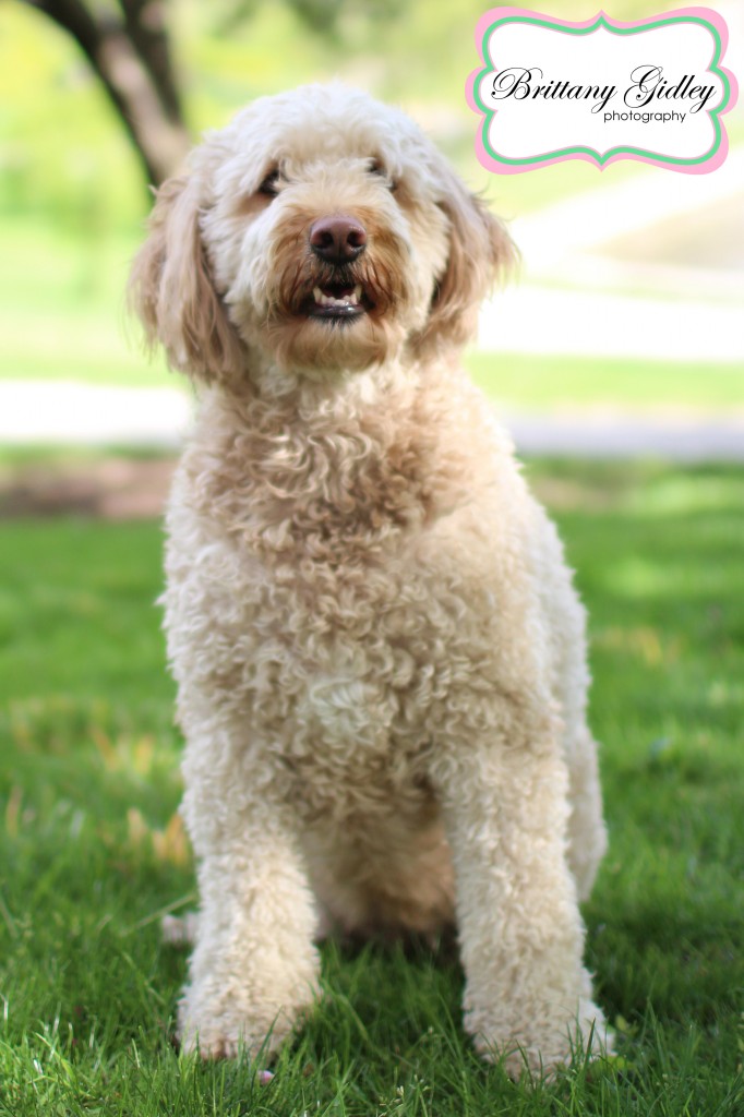 Cleveland Pet Photographer | Brittany Gidley Photography LLC Cleveland Pet Photographer | Brittany Gidley Photography LLC