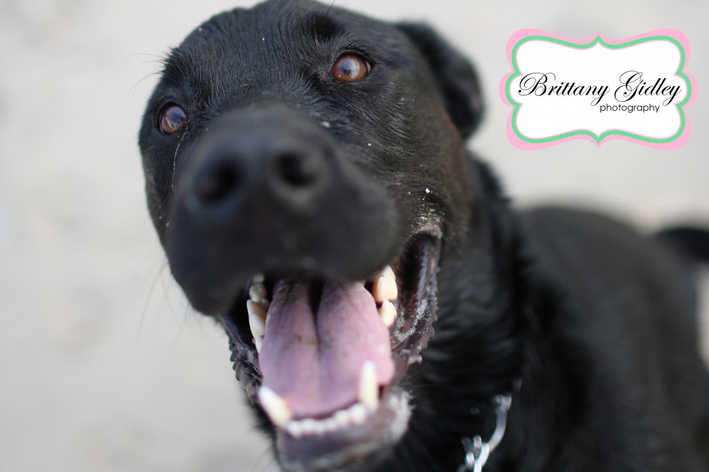 Cleveland Dog Photographer | Brittany Gidley Photography LLC