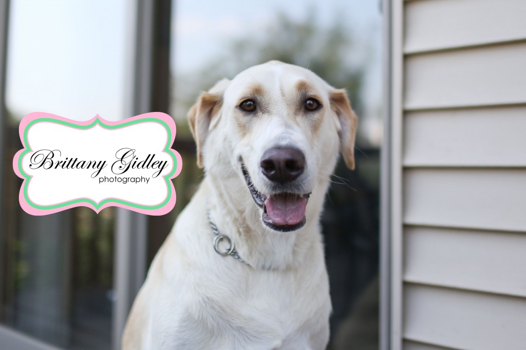 Top Pet Photographer | Brittany Gidley Photography LLC
