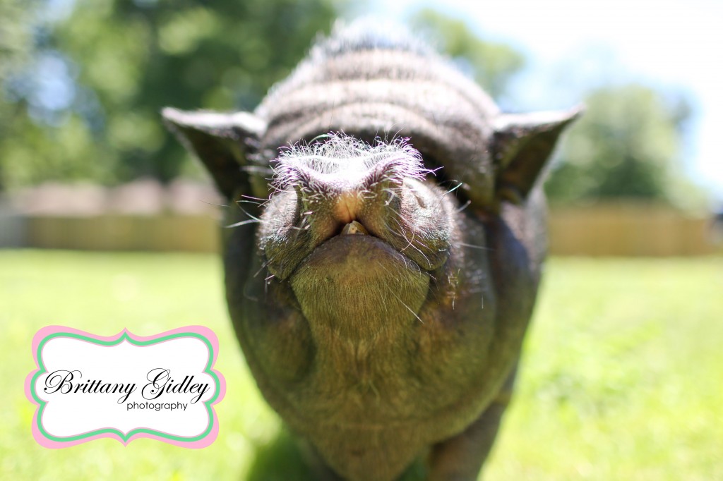Potbelly Pig | Brittany Gidley Photography LLC Potbelly Pig | Brittany Gidley Photography LLC