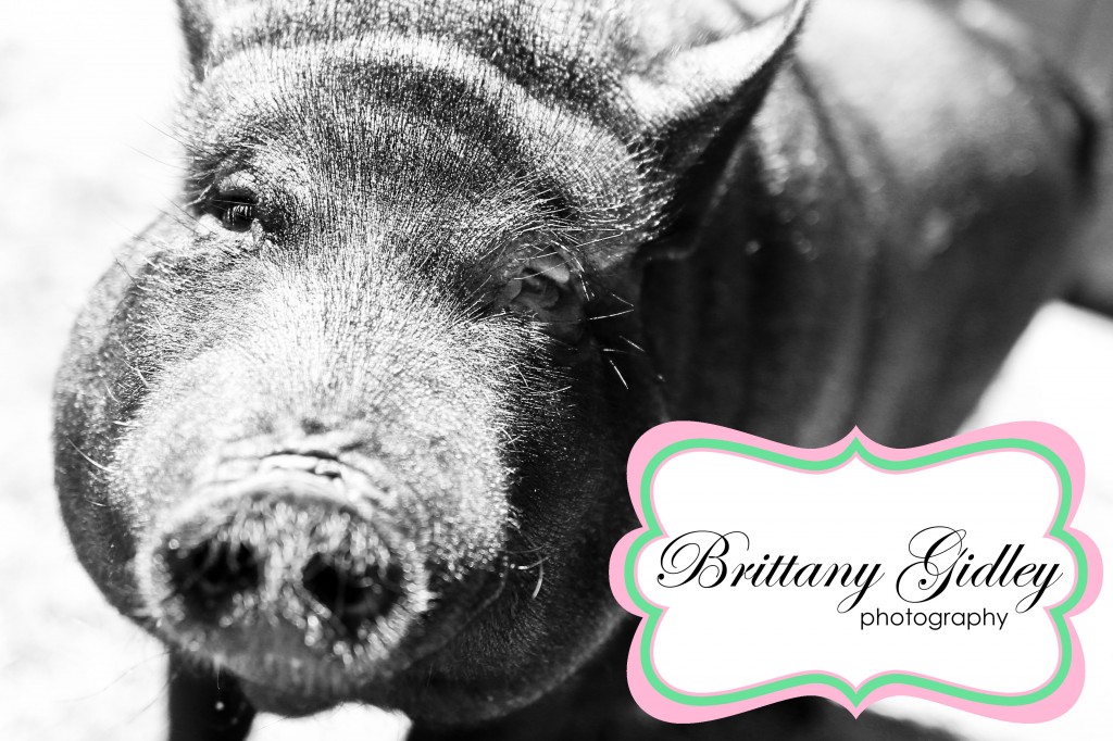 Potbelly Pig | Brittany Gidley Photography LLC Potbelly Pig | Brittany Gidley Photography LLC