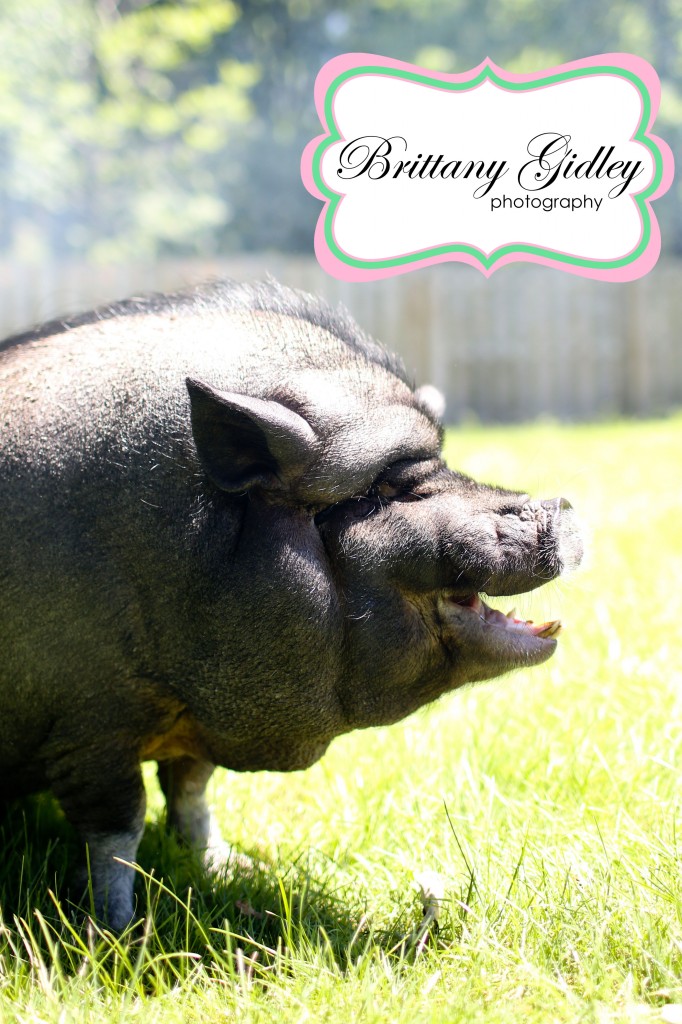 Potbelly Pig | Brittany Gidley Photography LLC Potbelly Pig | Brittany Gidley Photography LLC
