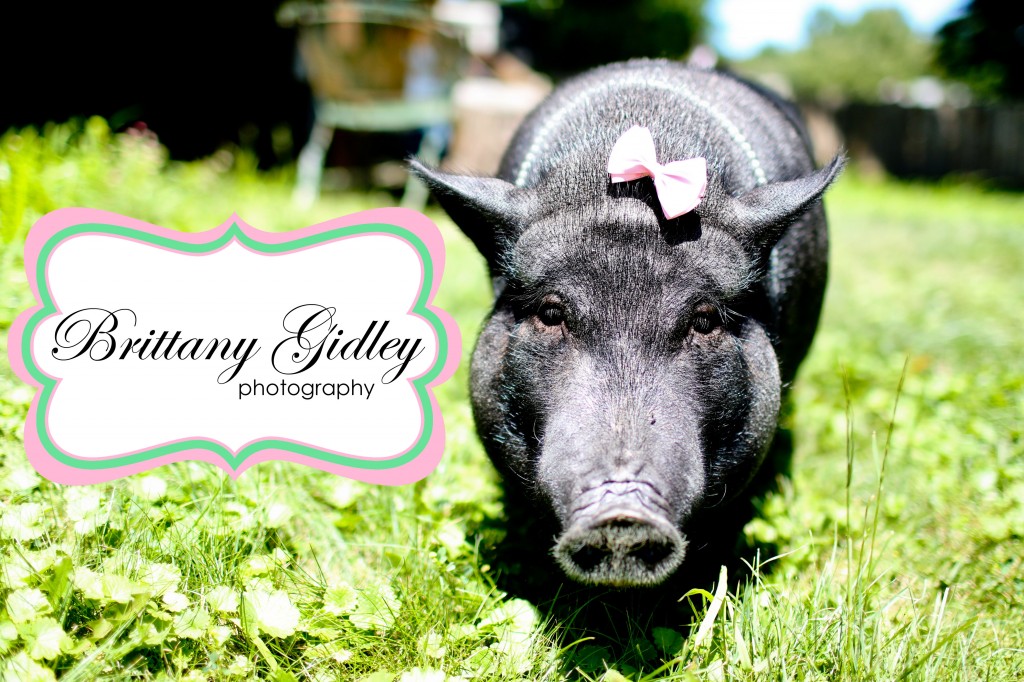 Cleveland Pet Photographer | Brittany Gidley Photography LLC Cleveland Pet Photographer | Brittany Gidley Photography LLC