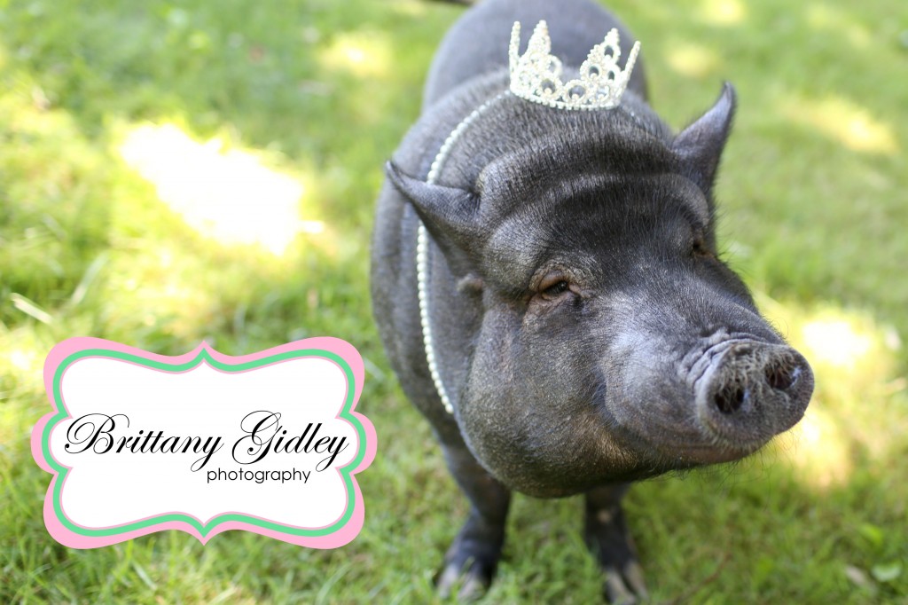 Cleveland Pet Photographer | Brittany Gidley Photography LLC Cleveland Pet Photographer | Brittany Gidley Photography LLC