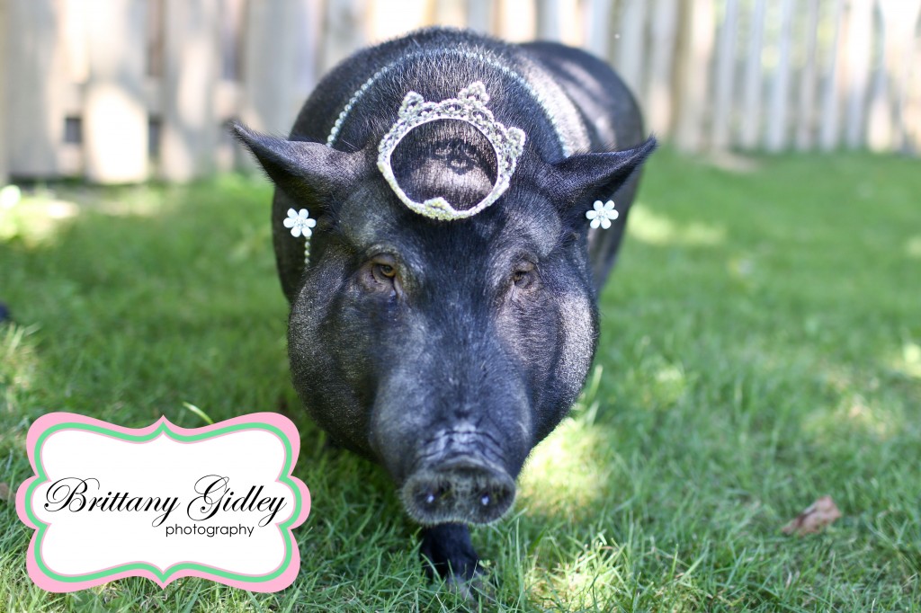 Cleveland Pet Photographer | Brittany Gidley Photography LLC Cleveland Pet Photographer | Brittany Gidley Photography LLC