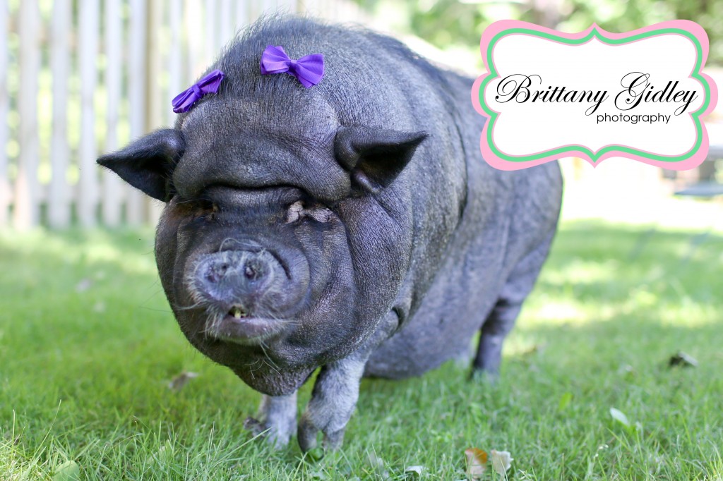Pet Photography | Brittany Gidley Photography LLC Pet Photography | Brittany Gidley Photography LLC