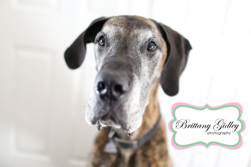 Great Dane | Brittany Gidley Photography LLC Great Dane | Brittany Gidley Photography LLC