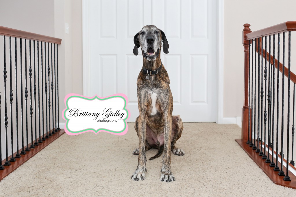 Great Dane | Brittany Gidley Photography LLC Great Dane | Brittany Gidley Photography LLC