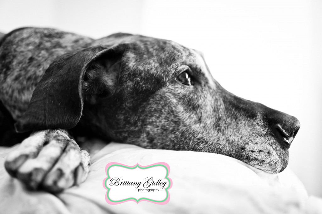 Great Dane Joy Session | Brittany Gidley Photography LLC Great Dane Joy Session | Brittany Gidley Photography LLC