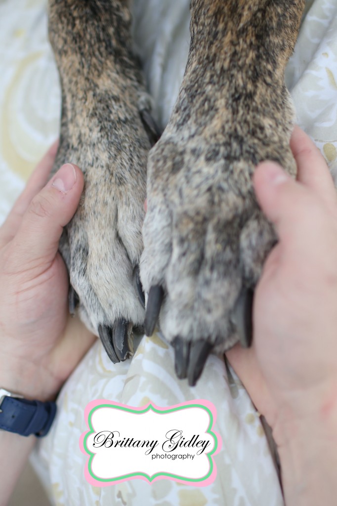 Great Dane With Family | Brittany Gidley Photography LLC Great Dane With Family | Brittany Gidley Photography LLC