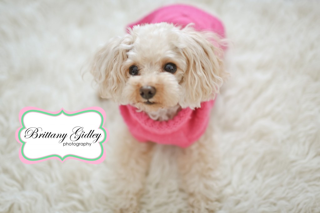 Pet Photography | Brittany Gidley Photography LLC