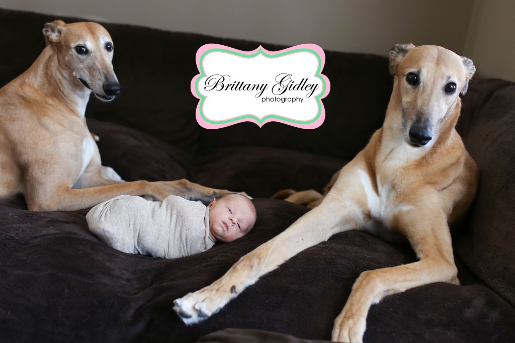 Greyhound Newborn | Brittany Gidley Photography LLC Greyhound Newborn | Brittany Gidley Photography LLC