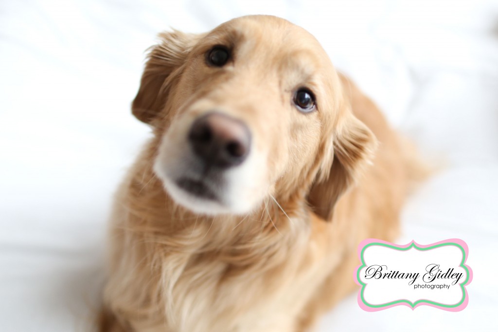 Pet Photography | Golden Retriever | Brittany Gidley Photography LLC Pet Photography | Golden Retriever | Brittany Gidley Photography LLC