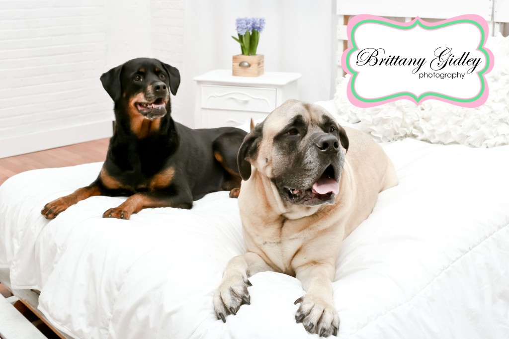 Dog Photography | Brittany Gidley Photography LLC