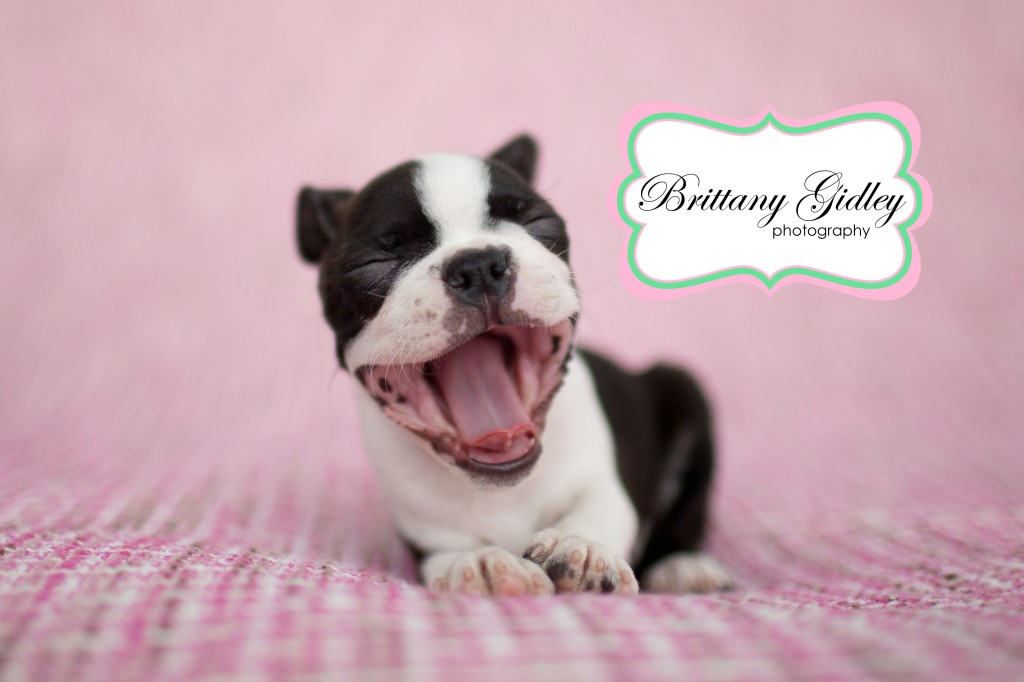 Puppy Photographer | Brittany Gidley Photography LLC