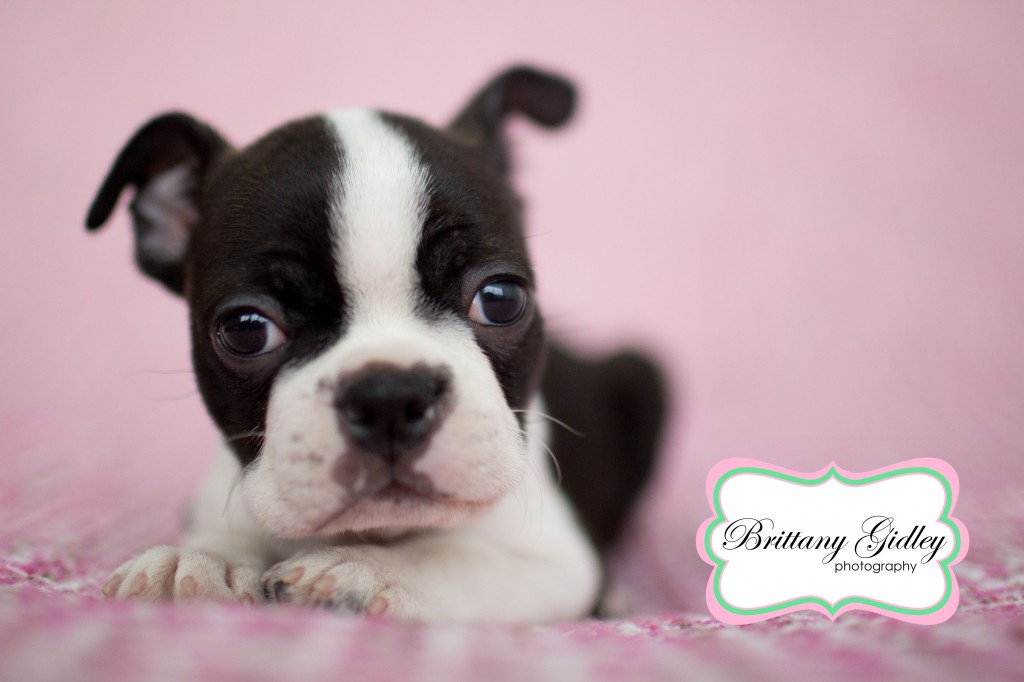 Baby Boston Terrier | Brittany Gidley Photography LLC