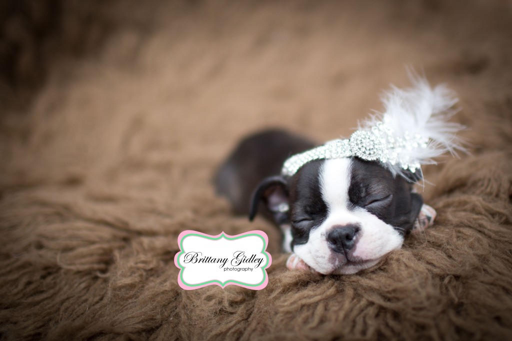 Boston Terrier | Brittany Gidley Photography LLC