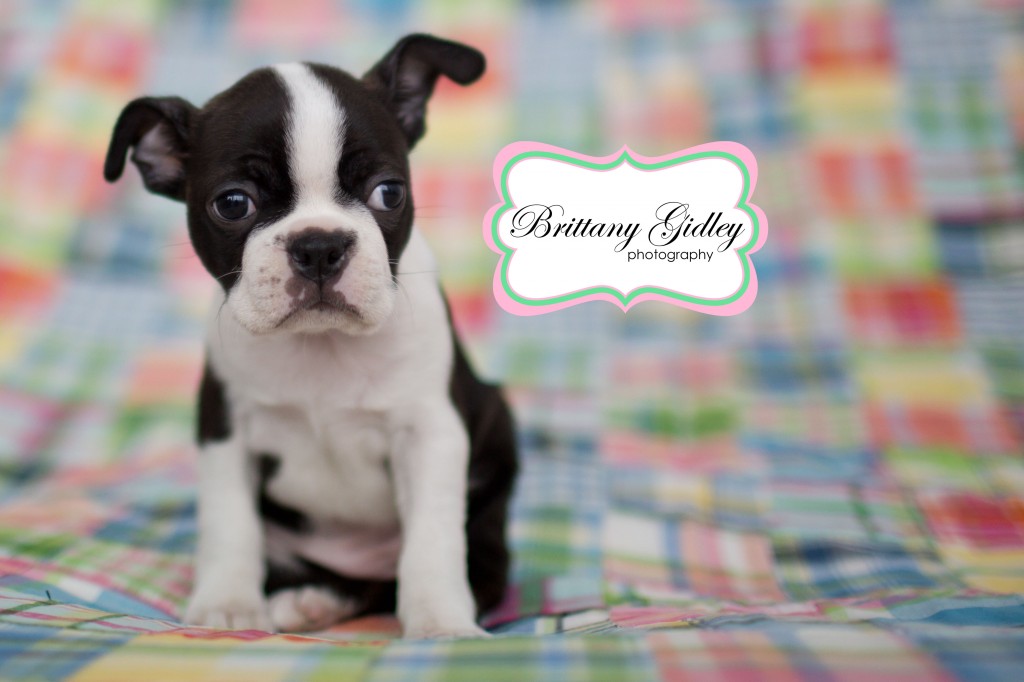 Boston Terrier | Brittany Gidley Photography LLC