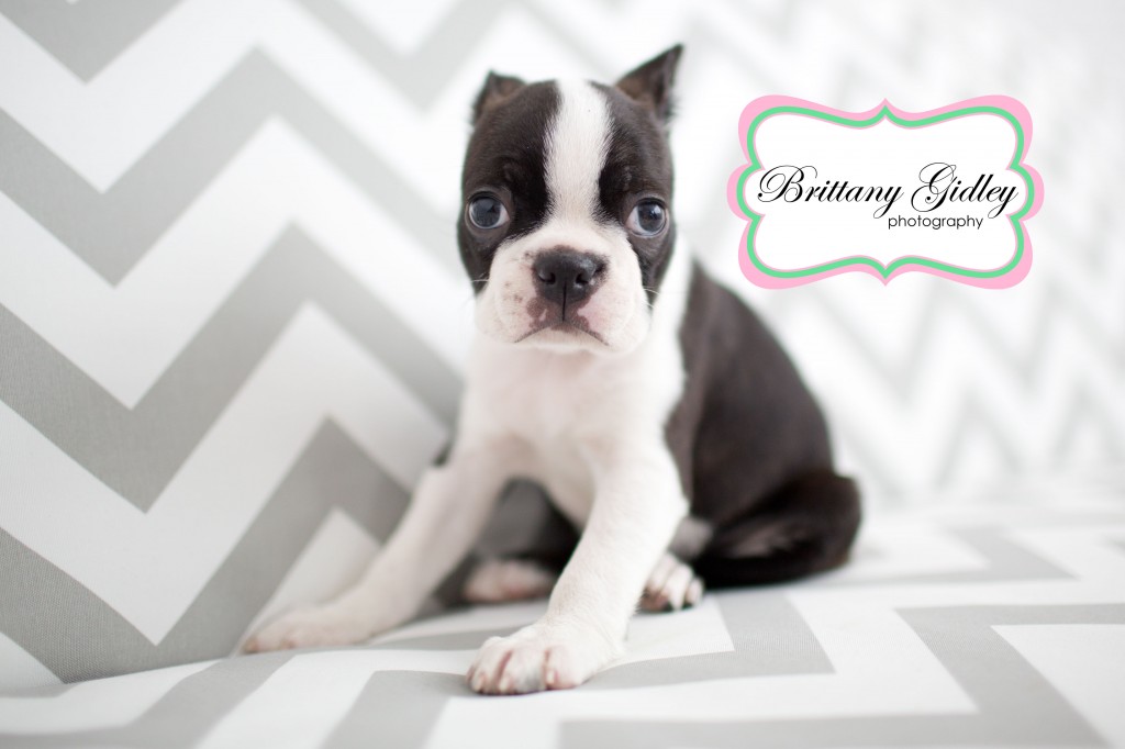 Boston Terrier Puppy | Brittany Gidley Photography LLC