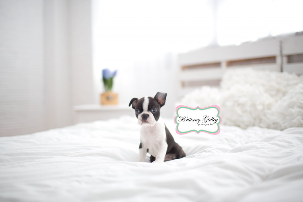 Puppy Photographer | Brittany Gidley Photography LLC