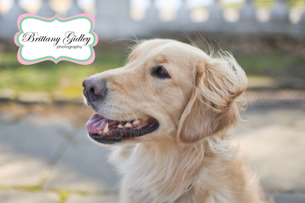 Golden Retreiver | Brittany Gidley Photography LLC