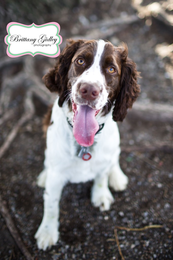 Dog Photographer | Brittany Gidley Photography LLC Dog Photographer | Brittany Gidley Photography LLC