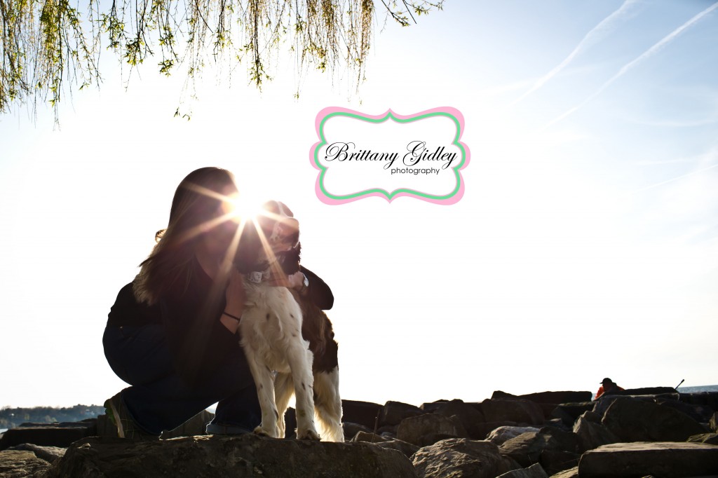 Springer Spaniel | Dog Photography | Brittany Gidley Photography LLC Springer Spaniel | Dog Photography | Brittany Gidley Photography LLC