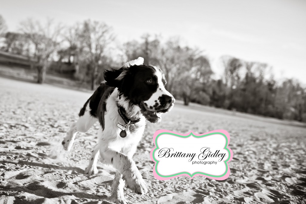 Puppy Photographer | Brittany Gidley Photography LLC Puppy Photographer | Brittany Gidley Photography LLC