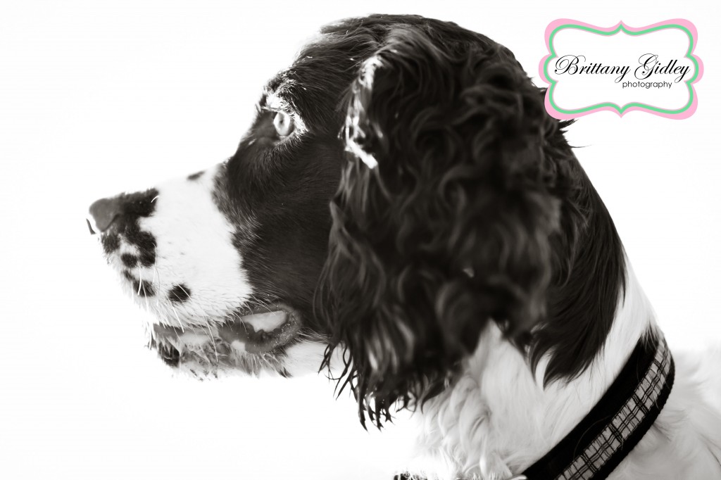 Puppy Photographer | Brittany Gidley Photography LLC Puppy Photographer | Brittany Gidley Photography LLC