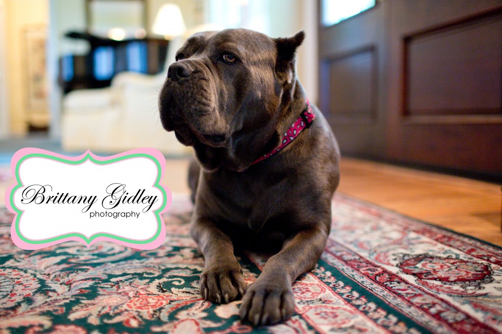 Dog Photographer | Brittany Gidley Photography LLC
