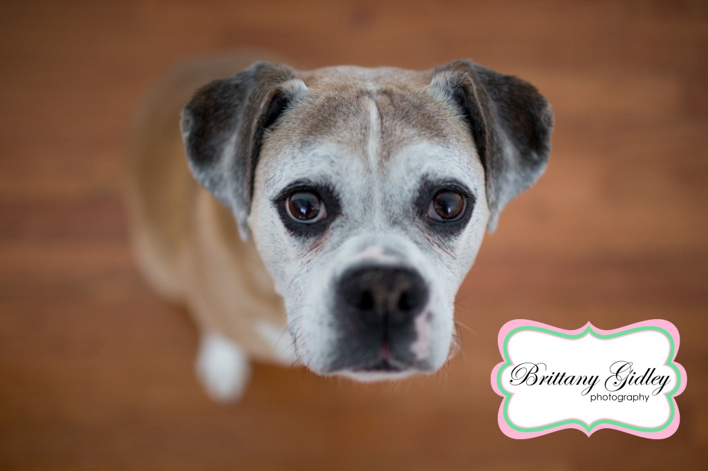 Boxer | Dog | Pet Photography | Start With The Best | Brittany Gidley Photography LLC