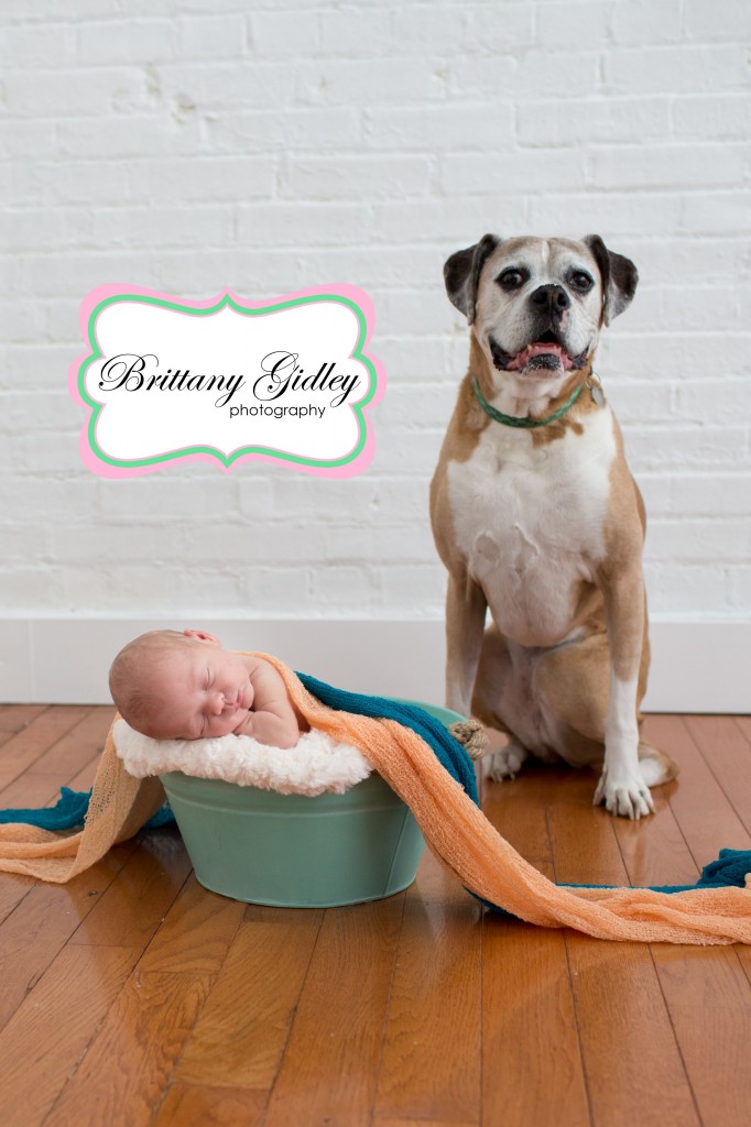 Boxer with Newborn | Dog with Newborn | Pet Photography | Start With The Best | Brittany Gidley Photography LLC