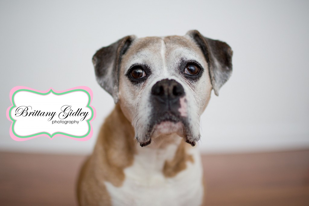 Boxer with Newborn | Dog with Newborn | Pet Photography | Start With The Best | Brittany Gidley Photography LLC