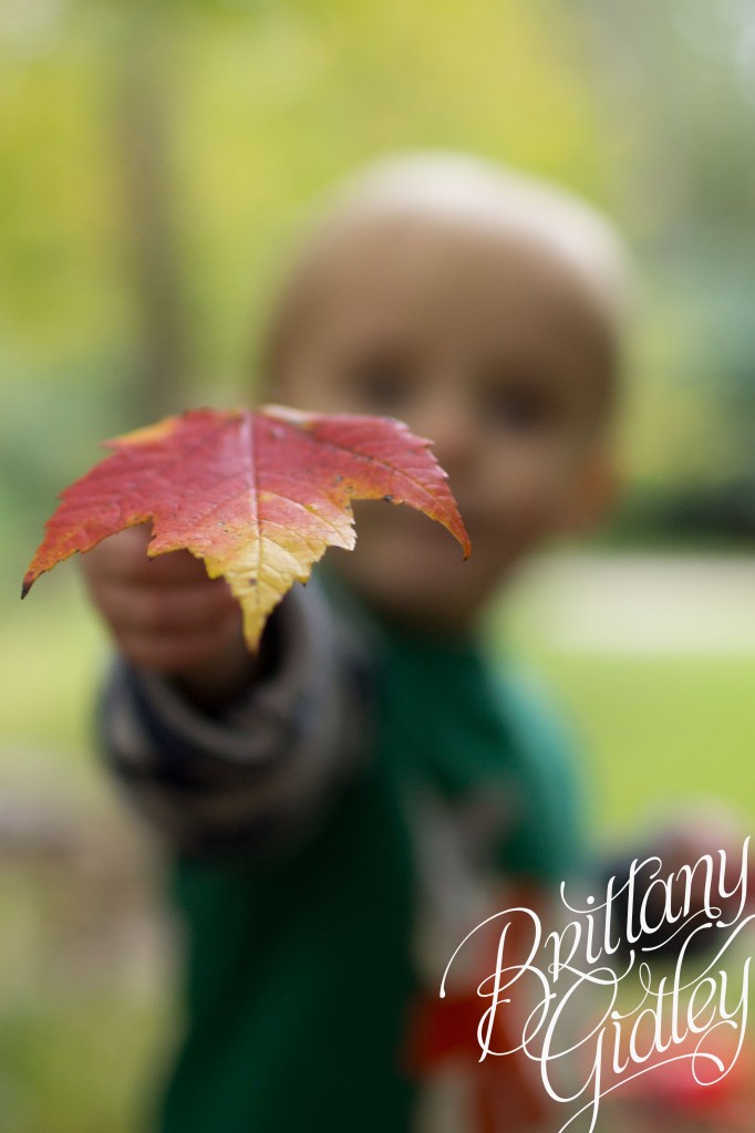 Autumn | Olmsted Falls Ohio | Fall | Brittany Gidley Photography LLC