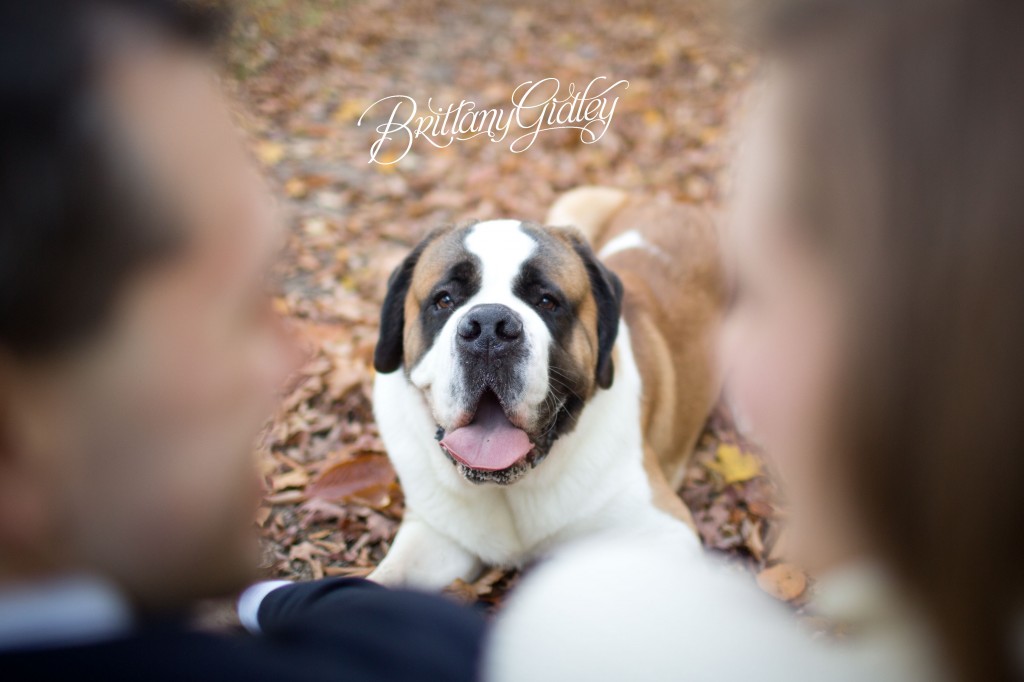 Family | St Bernard | Pet Photography | Start With The Best | Big Dog | Jefferson | Brittany Gidley Photography LLC