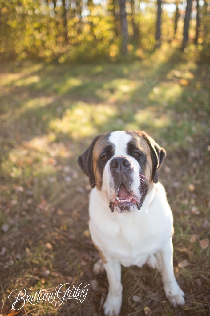Family | St Bernard | Pet Photographer | Start With The Best | Big Dog | Jefferson | Brittany Gidley Photography LLC