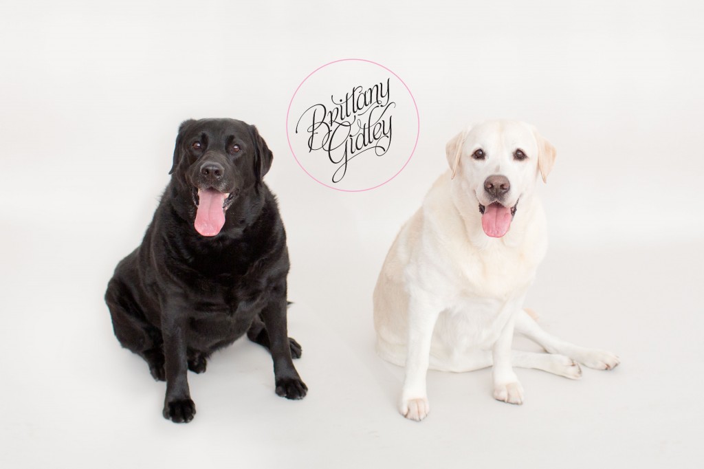 Studio Family Photographer | Dogs | Toddler | Family | Inspiration | Brittany Gidley Photography LLC