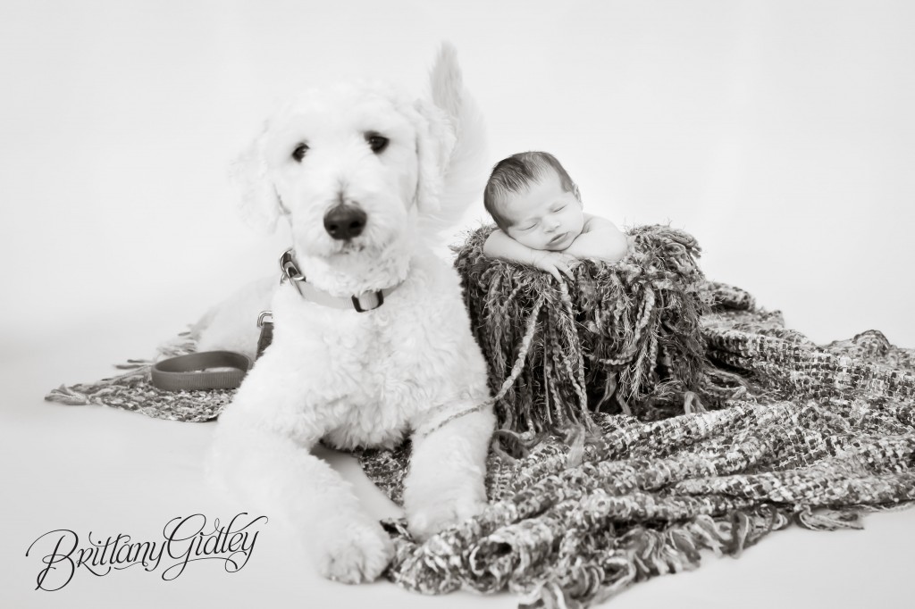 Newborn Studios | Baby Boy | Goldendoodle | Baby and Dog | Newborn and Dog | Photography Cleveland Ohio | Start With The Best | Brittany Gidley Photography LLC