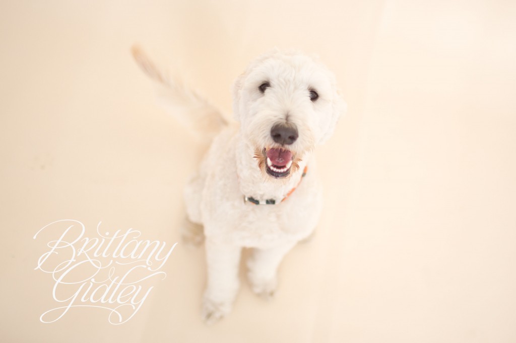 Goldendoodle | Baby and Dog | Newborn and Dog | Photography Cleveland Ohio | Start With The Best | Brittany Gidley Photography LLC