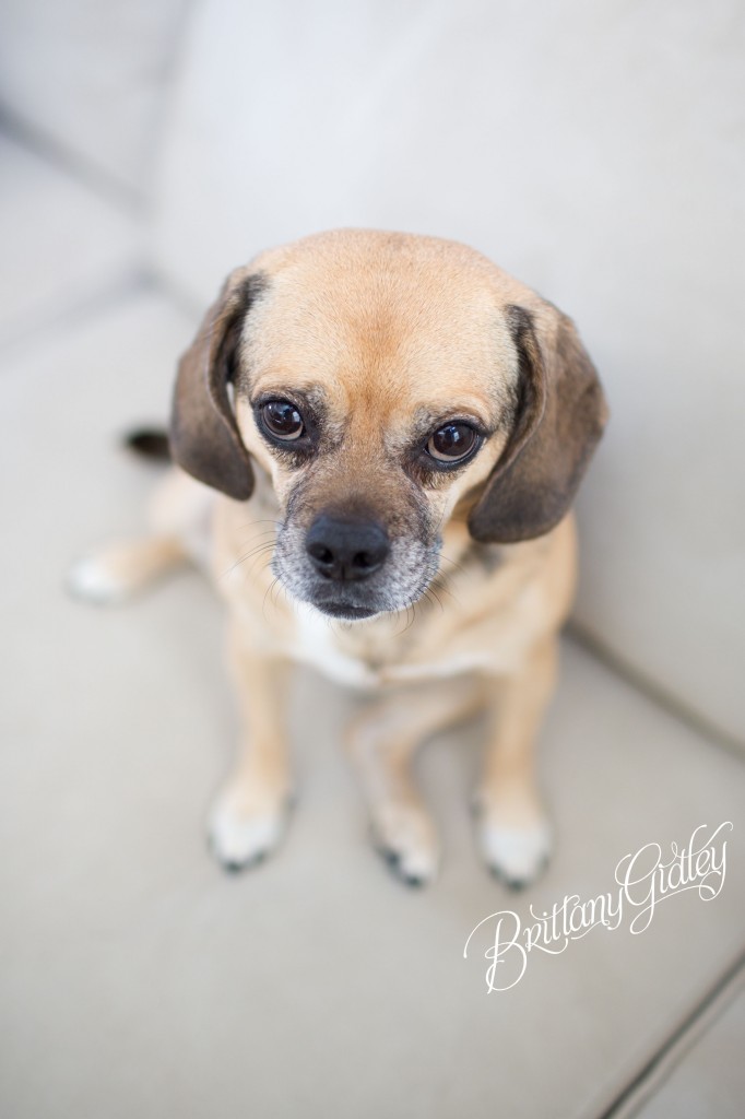 Lifestyle Photography | On Location | In Home | Lifestyle Photography Session | Brittany Gidley Photography LLC | Family Dog