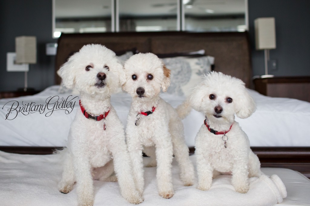 Lifestyle Pet Photography | Bay Village Ohio | Cleveland |Dogs | Adorable | Family