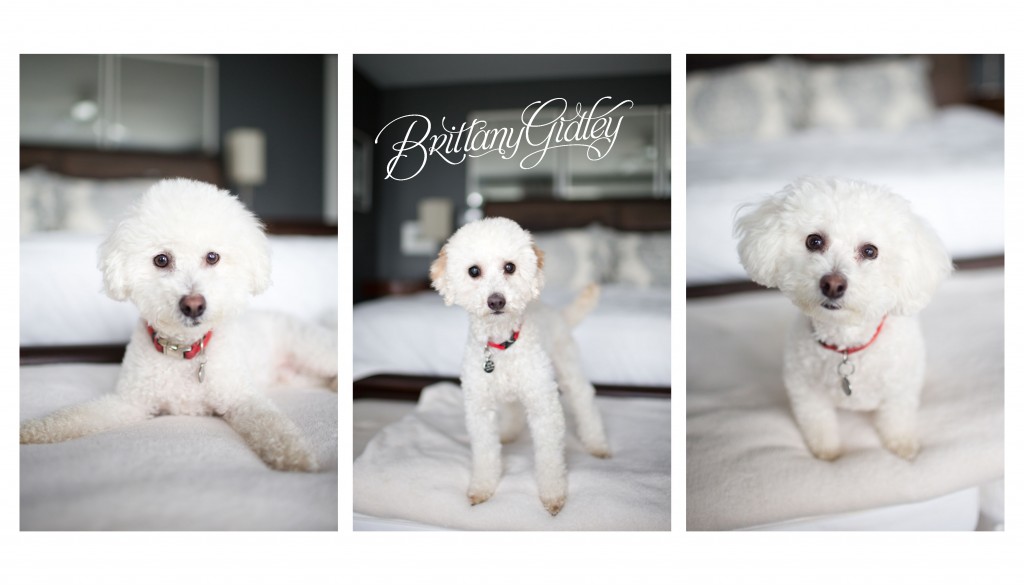 Lifestyle Pet Photographer | Bay Village Ohio | Cleveland |Dogs | Adorable | Family | Pawsibilities Humane Society of Greater Akron | Rescue