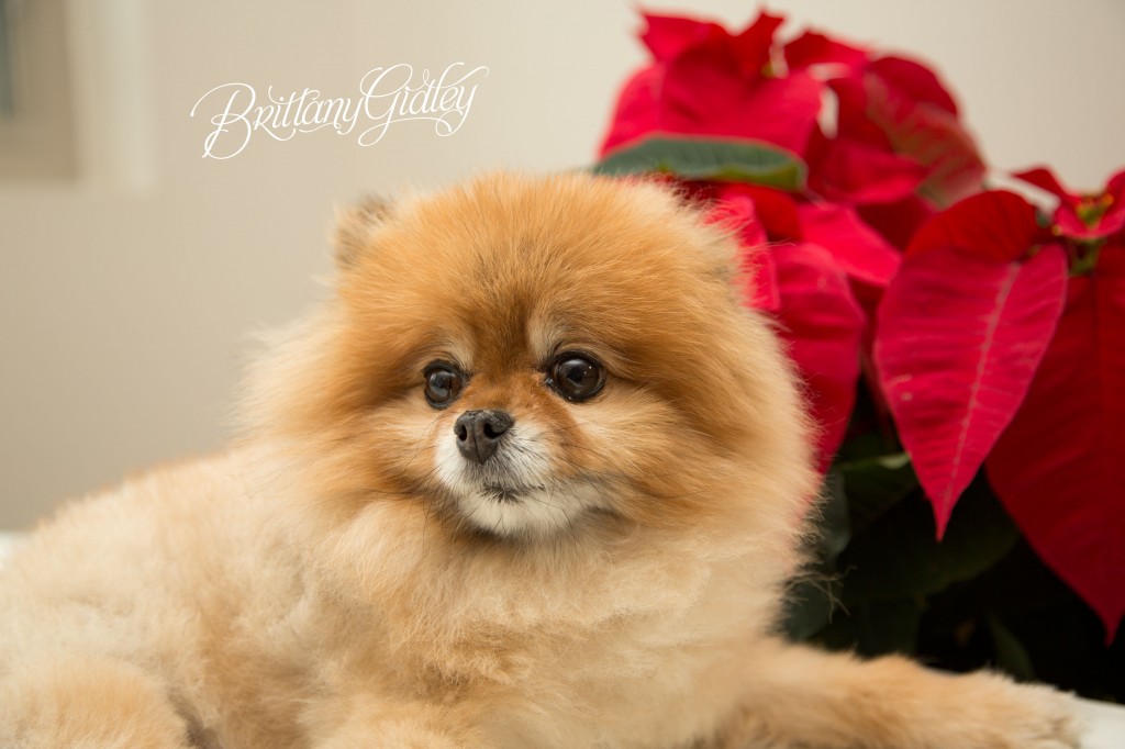Holiday Family Photographer | Cleveland Ohio | Brittany Gidley Photography LLC