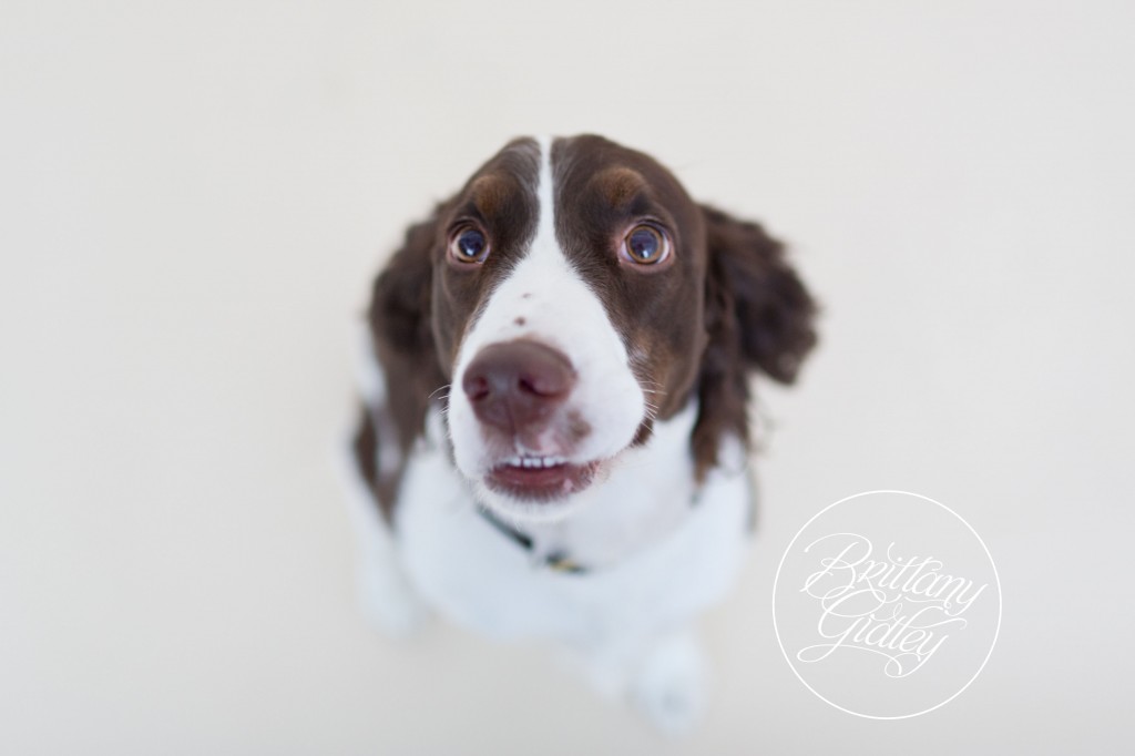 English Springer Spaniel | Furbaby | Pet Photography | Pet Portrait Photography | Pet Pictures | Dog Pictures