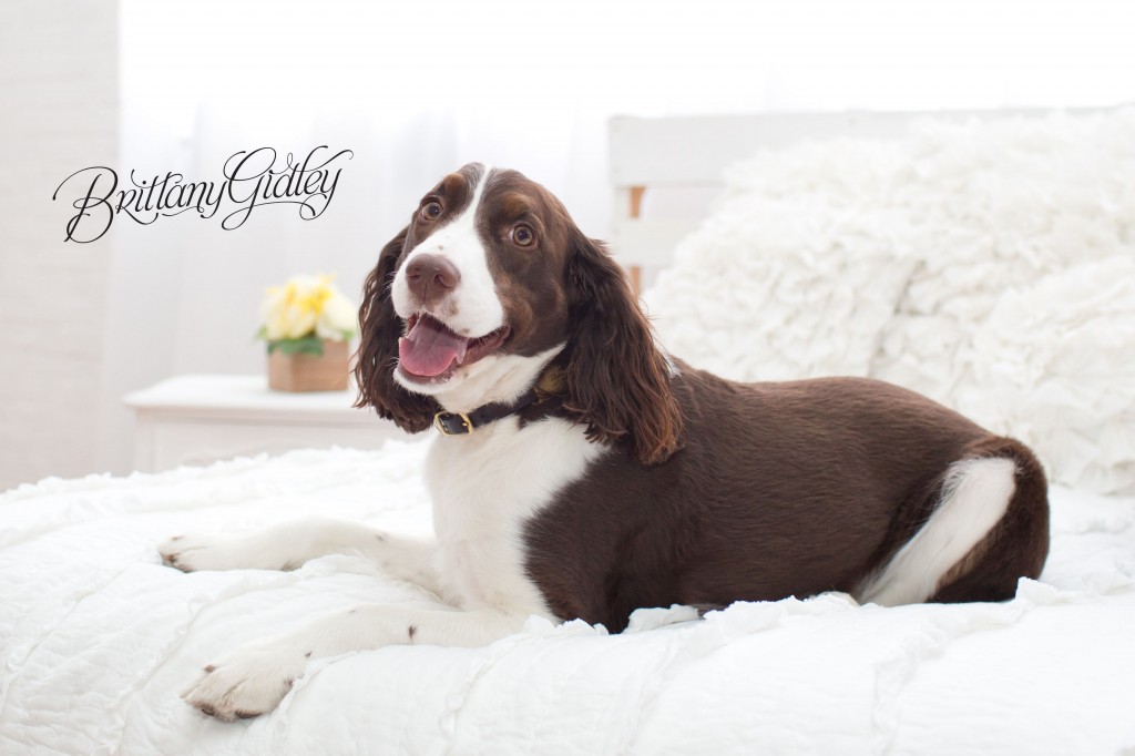 English Springer Spaniel | Furbaby | Pet Photography | Pet Portrait Photography | Pet Pictures | Dog Pictures | Cleveland