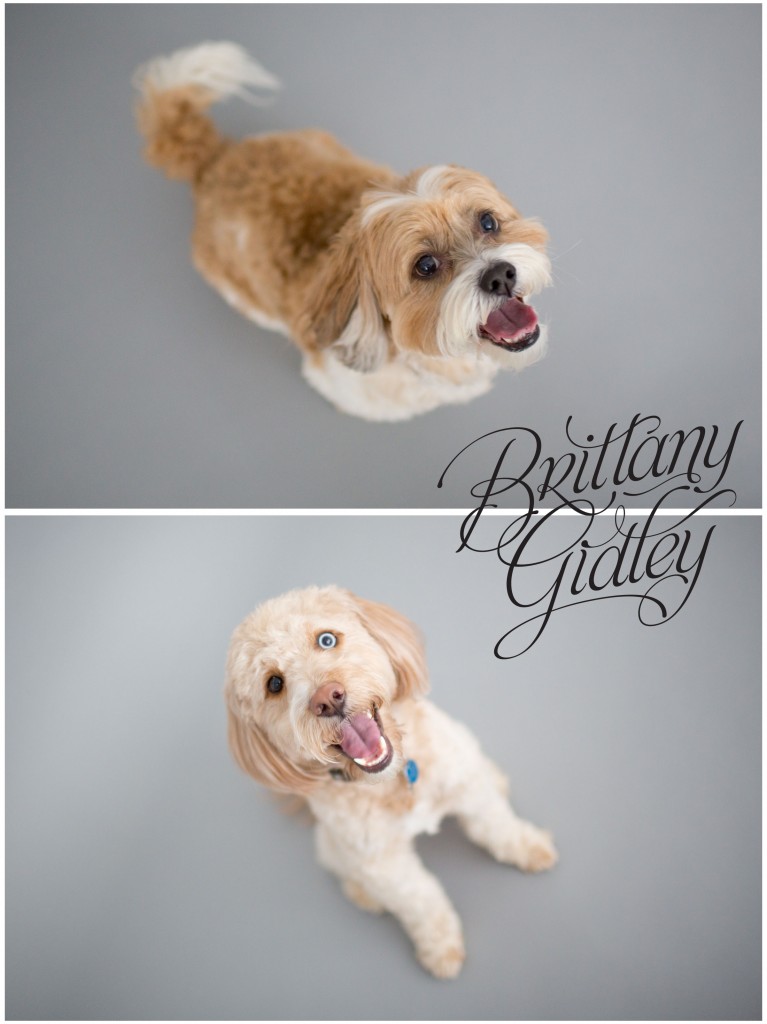 Dog | Pet Photography | Seamless Paper | Cleveland | Brittany Gidley Photography LLC
