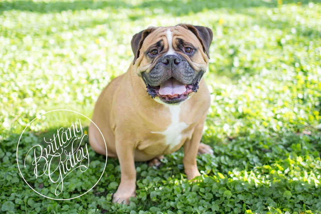 Bulldog | FurBabies | Pet Photographer | Pet Photography | Cleveland | Ohio | Brittany Gidley Photography LLC | Start With The Best