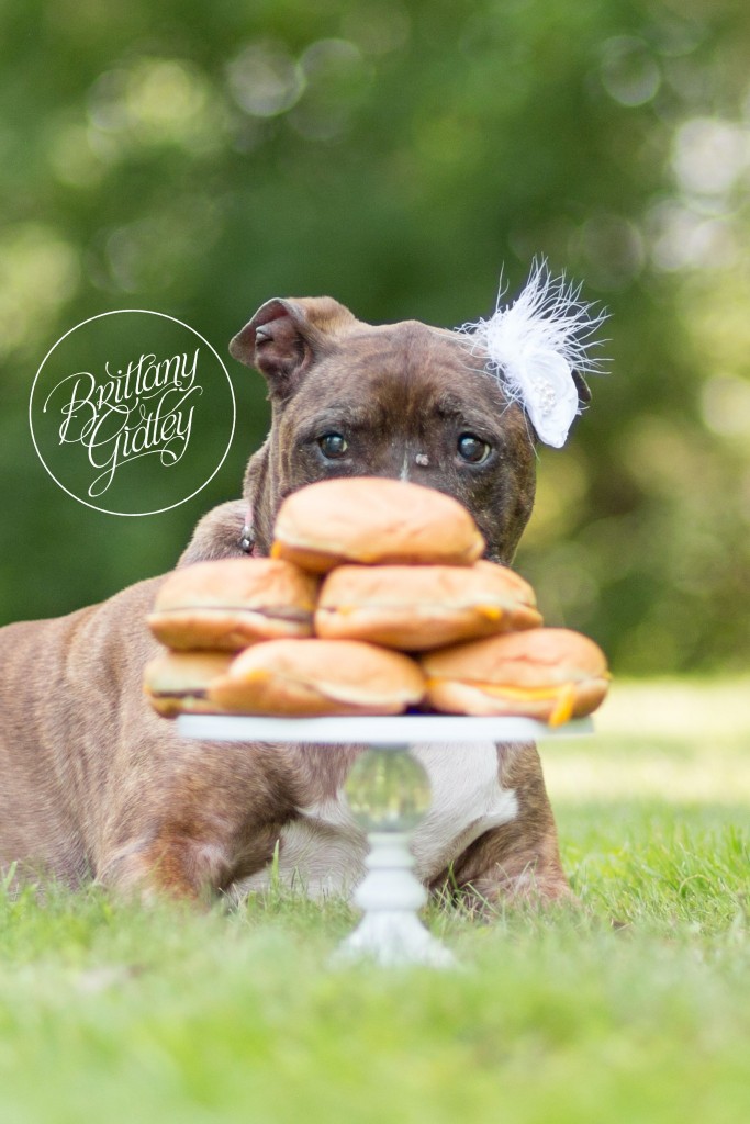Joy Session | Celebrating Savannah | Pit Bull | Cleveland, Ohio | Brittany Gidley Photography LLC