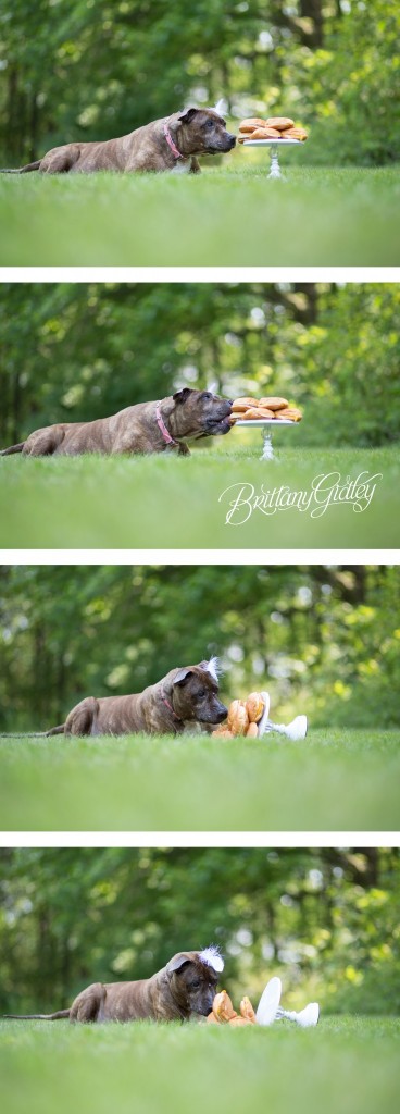 Joy | Celebrating Savannah | Pit Bull | Cleveland, Ohio | Brittany Gidley Photography LLC